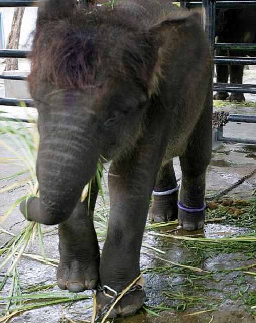 بالصور.. حديقة الحيوان الأكثر وحشية وسوءاً في العالم بإندونيسيا