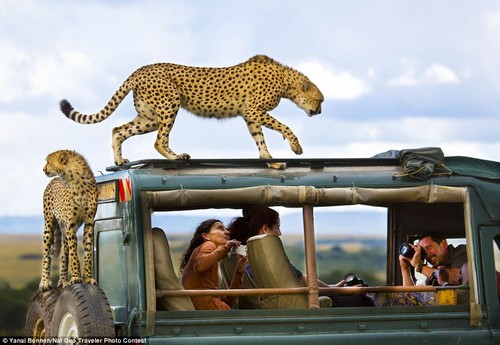 مصور يلتقط صوراً مذهلة ومقربة لفهد تسلق سيارة سفاري بداخلها سياح