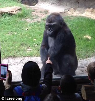 غوريلا تهاجم أطفالاً رداً على إهانتها في حديقة حيوان