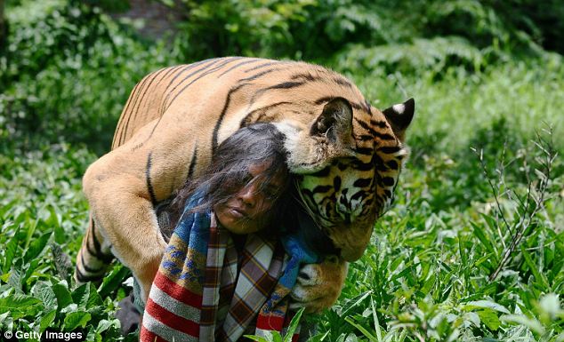 بالصور… صداقة وطيدة تجمع بين شاب إندونيسي وأحد النمور العملاقة
