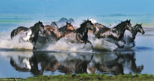 صور مذهلة تجسد حياة الأحصنة في شمال الصين