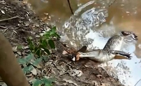 بالفيديو.. ثعبان بحر يصعق تمساحاً بالكهرباء