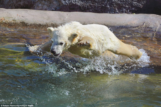 بالصور.. أنثى الدب القطبي تعلّم أطفالها الغوص - المواطن