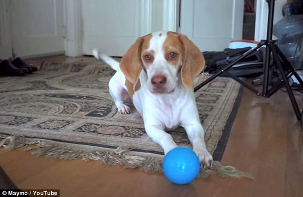 (100) كرة تسبب لكلب حالة من الفزع والفرحة العارمة