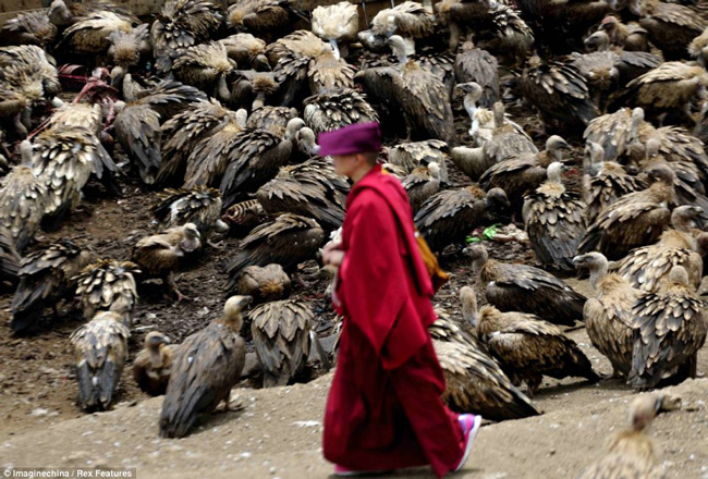 شاهد كيف يلقي سكان التبت جثثَ أهلهم للنسور