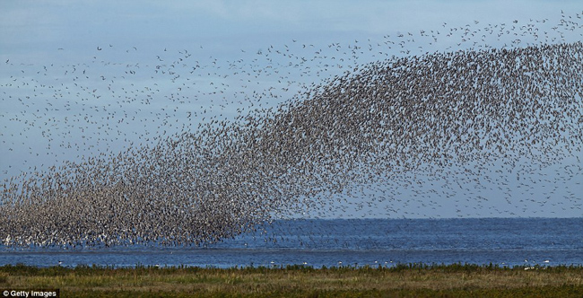 بالصور.. عشرات الآلاف من الطيور تغطي سماء إنجلترا