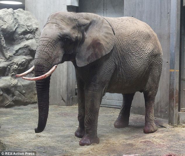 بالصور… أنثى فيل تدهس رضيعها حتى الموت في ألمانيا