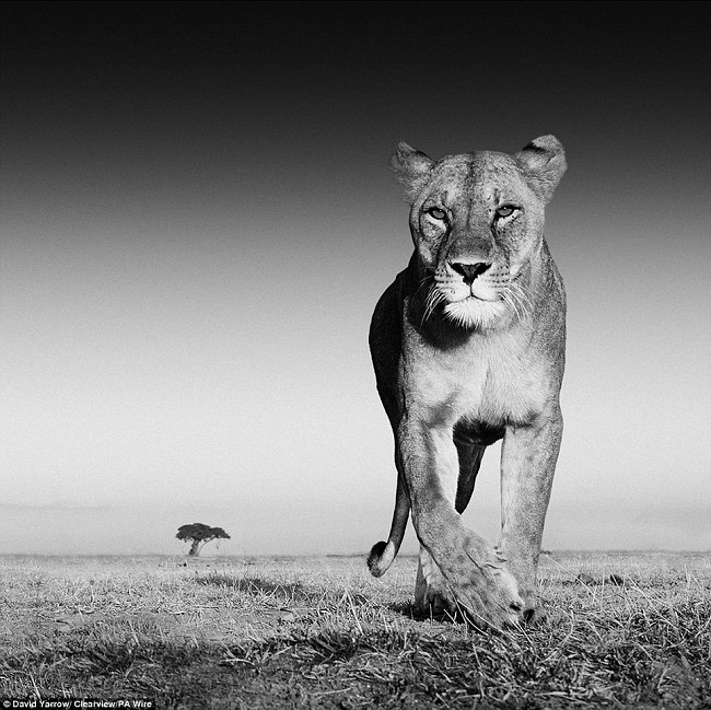 مصور يلتقط مجموعة من الصور المذهلة المقربة للحيوانات البرية