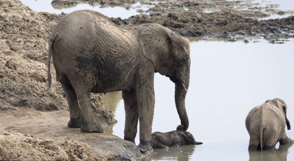 بالصّور.. أنثى الفيل تنقذ رضيعها بعد أن علق في الطّين