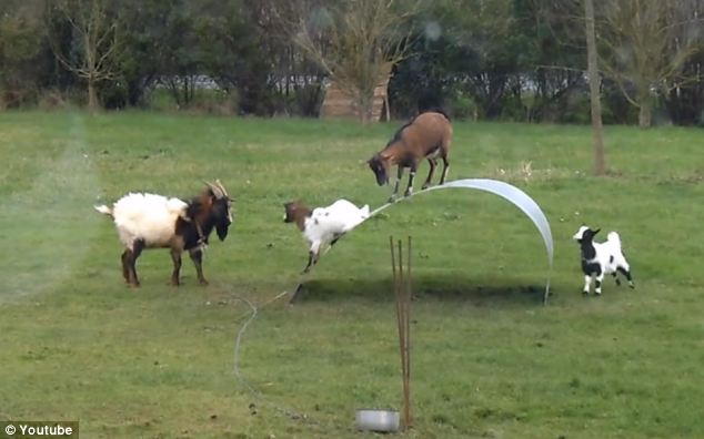 بالصور والفيديو… مقطع مذهل لأربع من الماعز وجدوا سر السعادة!