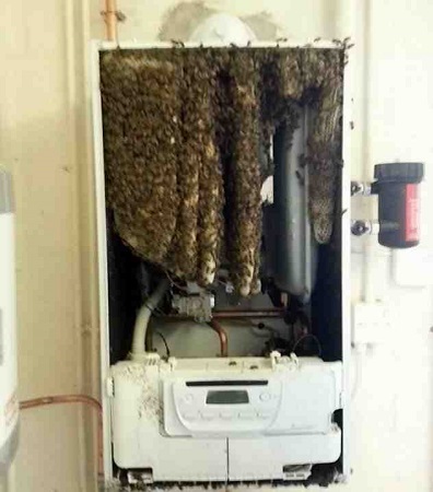 اكتشاف (15) ألف نحلة في جهاز تدفئة بريطاني