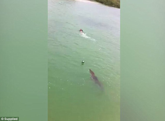 بالفيديو.. تمساح يطارد شاباً على أحد شواطئ المكسيك