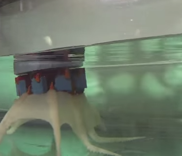 بالفيديو .. علماء يطورون اخطبوطا صناعياً لأغراض بحثية وعلمية