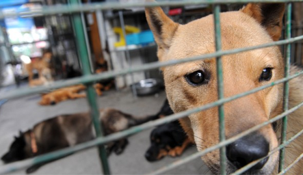 الصين تعدم 5000 كلب في مدينة “باوشان”
