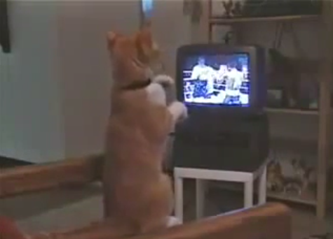 بالفيديو.. قط يشارك في مباراة ملاكمة عبر شاشة التلفزيون