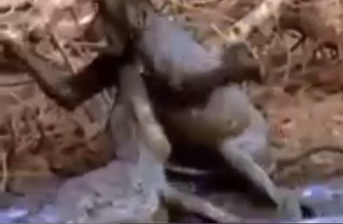 مقطع رائع لقرد ينقذ صغيره من فكي تمساح!