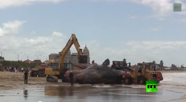 بالفيديو.. حوت ضخم نافق عند شواطئ عاصمة الأوروغواي