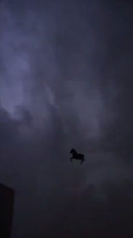 حصان طائر تحت المطر في جدة