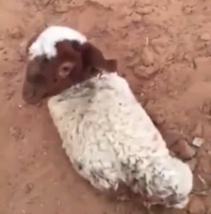 #تيوب_المواطن : ولادة خروف بدون أطراف بإحدى قرى القصيم