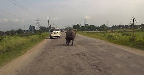 بالفيديو .. وحيد القرن يهاجم السيارت بأحد طرق الهند
