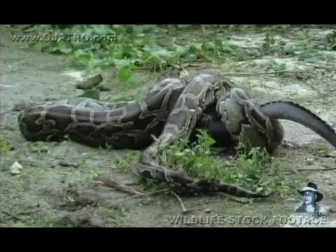 بالفيديو.. لحظة ابتلاع ثعبان تمساحاً في أستراليا