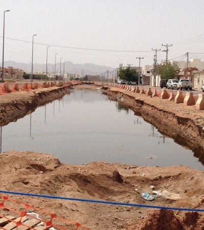 بالصور.. ناموس غريب يهاجم سكان الأحياء الشمالية بحائل