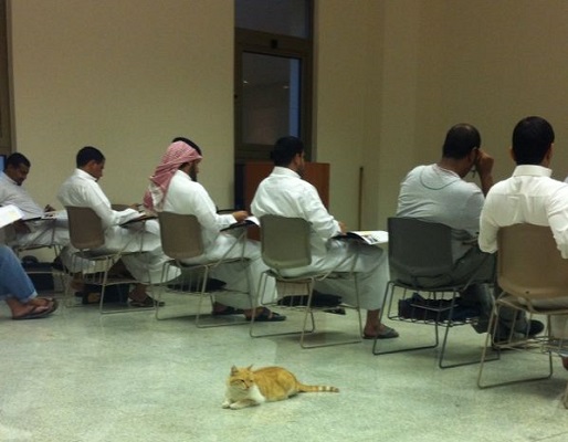بالصورة.. قطة تشارك الطلاب “محاضرتهم” بجامعة الملك عبدالعزيز