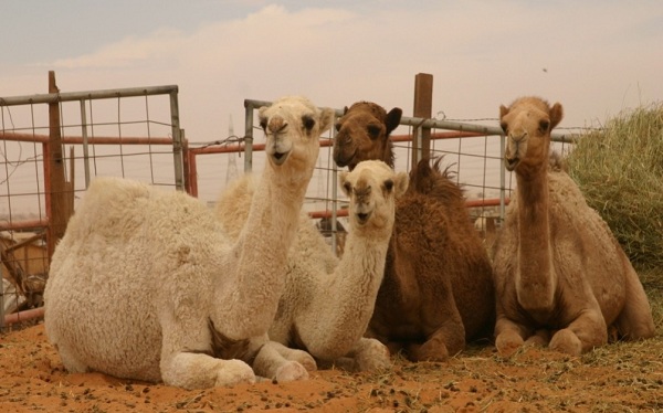 “كورونا” يتسبب في ركود سوق لحوم الإبل وزكي يطالب بدراسات