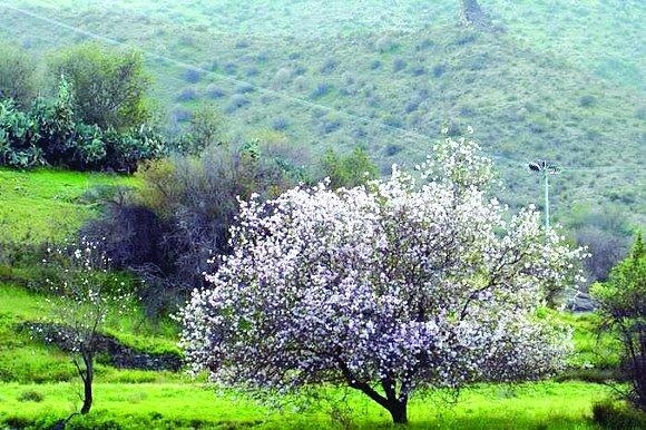 أشجار اللوز تغطي جبال الطائف بالبياض