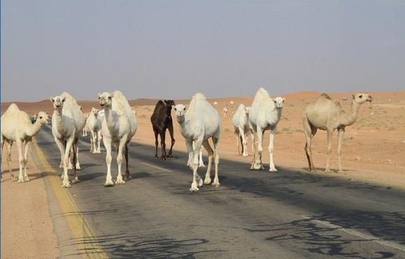 مصرع شاب بعد اصطدام سيارته بجمل سائب غرب العويقيلة