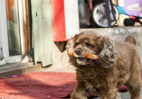 بالصور.. كلب صيني يتعامل بالمال كالبشر