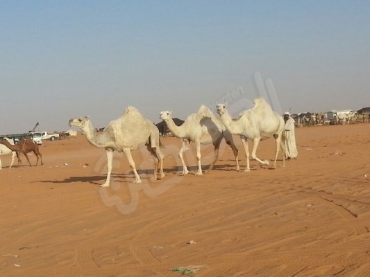 بالصور.. “أم رقيبة” مدينة الإبل تتألق وسط الصحراء