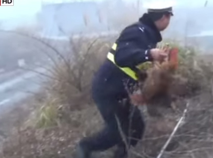 بالفيديو.. الشرطة الصينية تطارد الدجاج بعد انقلاب شاحنة تقلها
