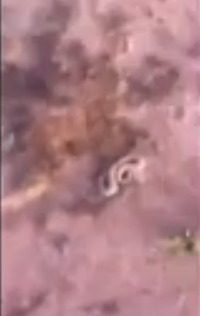 بالفيديو.. مواطن يعثر على ثعبان عند بحثه على “الفقع”