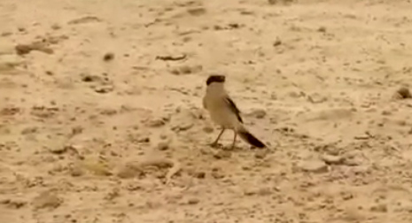 بالفيديو .. طائر صغير يحسم معركة مع ثعبان لصالحه