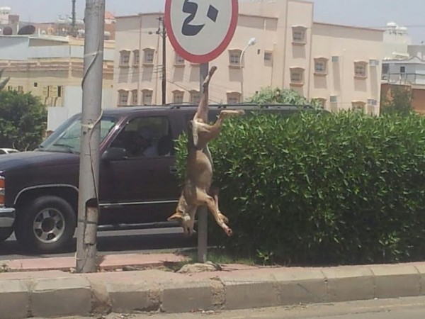  شبان يتفاخرون بقتل حيوان وتعليقه بالشارع العام !