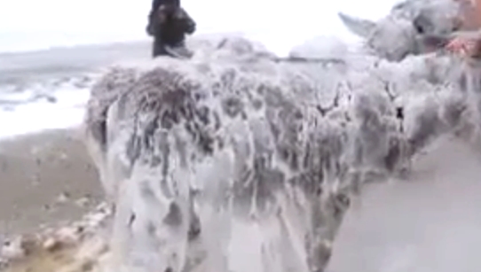 بالفيديو..برودة الطقس تُجمد الحيوانات في سوريا
