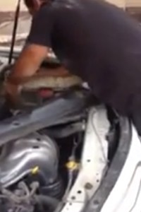 بالفيديو.. مواطنان يخرجان ثعباناً كبيراً من ماكينة سيارة