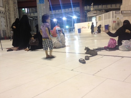 بالصور.. معتمرون وزائرون يرفقون بالقطط في ساحات المسجد الحرام