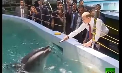 بالفيديو.. بوتين يداعب الدلافين بفلاديفوستوك - المواطن