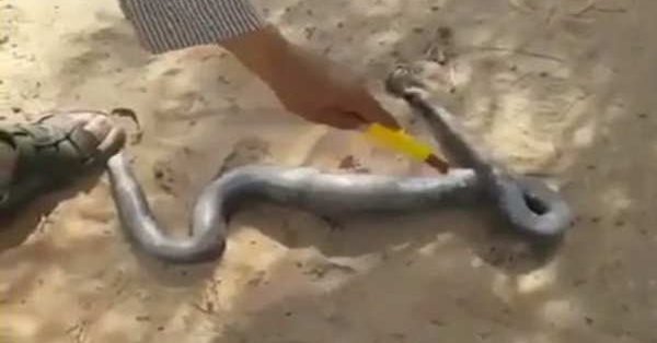 بالفيديو.. مواطن يقتل ثعبانًا ويتفاجأ بما وجده في داخله
