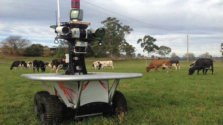 أستراليا تتجه للاستعانة بالروبوتات لرعي قطعانها