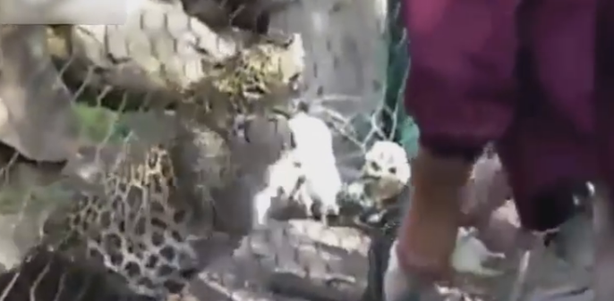 بالفيديو .. أسد يهاجم حارسه أثناء إطعامه بحديقة الحيوان