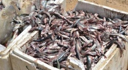 ضبط ومصادرة 125 كيلو غراماً من الأسماك الفاسدة بالأحساء