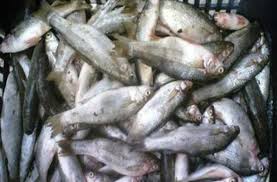 أمانة عسير تتلف أكثر من 413 كجم من الأسماك الفاسدة بأبها