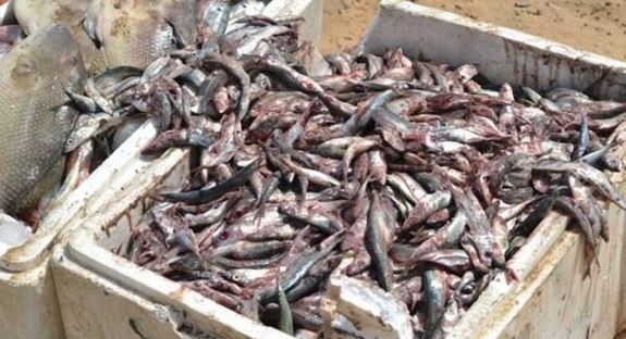 ضبط ومصادرة 125 كيلو غراماً من الأسماك الفاسدة بالأحساء