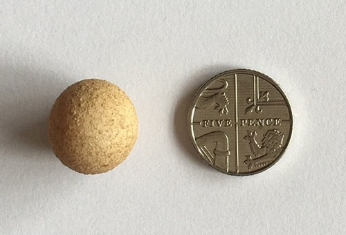بالصور.. أصغر بيضة في العالم.. في حجم عملة معدنية صغيرة!