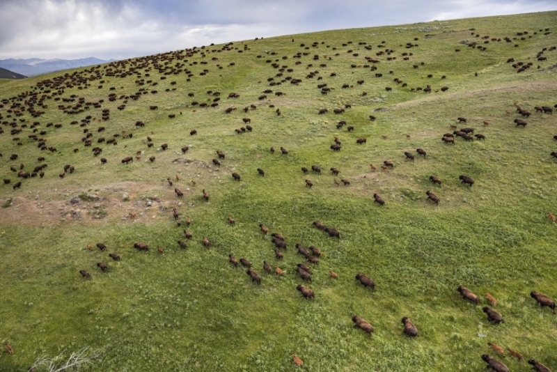 Millions of bison, sacred to Native Americans, once blanketed the Great Plains. But by the start of the 20th century, the animals had been hunted to near extinction and were thought to be a lost cause. A dedicated public and private conservation effort has nurtured a revival, and today hundreds of thousands of bison range across parts of Wyoming, Nebraska, the Dakotas and Montana, like this herd at Ted Turner's Flying D Ranch on June 14, 2016 PHOTOGRAPH BY ANDREW MOORE FOR TIME