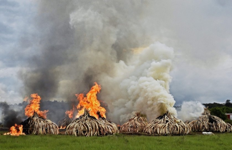 Kenyan President Uhuru Kenyatta set fire to the world's biggest ivory bonfire at Nairobi National Park, after demanding a total ban on trade in tusks and horns to end "murderous" trafficking and prevent the extinction of elephants in the wild, on April 30, 2016