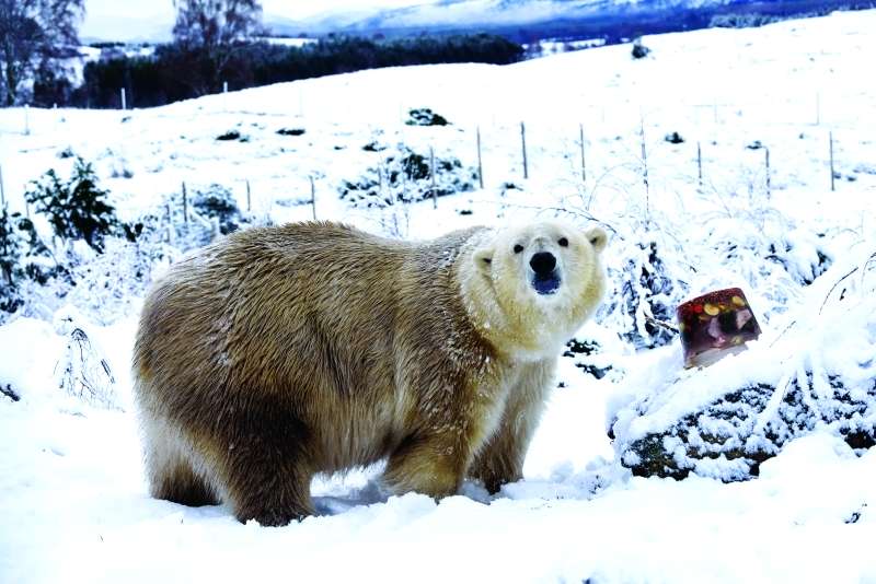 بعد ربع قرن من الغياب.. الدببة القطبية تعود للتكاثر في بريطانيا